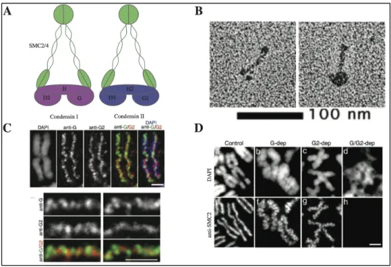 Figure  1.5.  The  Condensin  complexes.  A)  Schematic  representation  of  the  Condensin  complexes  based  on  the  electron  micrographs  shown  in  (B)  Electron  micrograph  of  the  human  SMC2/4  heterodimer  (left)  and  holocomplex (right)