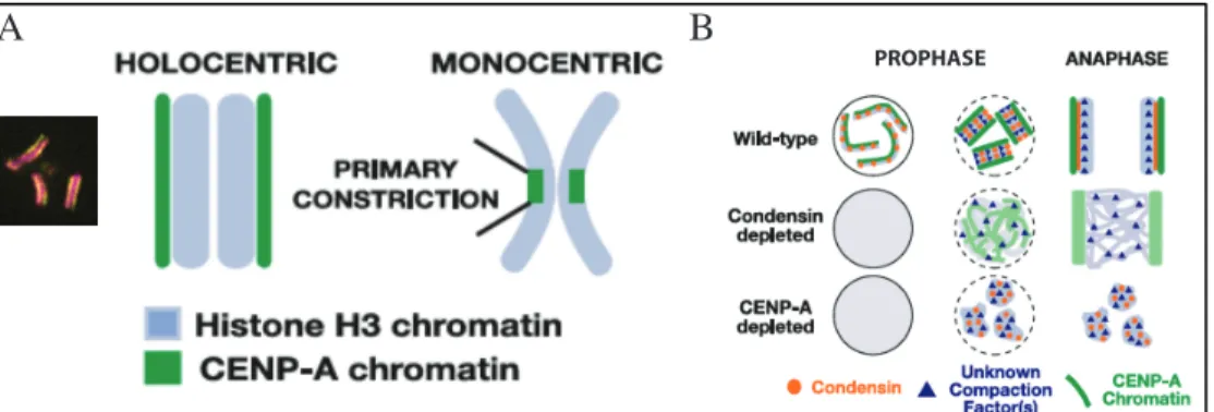 Figure 1.7 Mitotic chromosome organization in C. elegans. Adapted from 