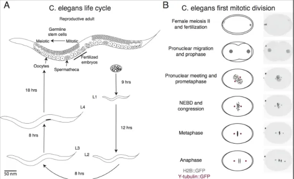 Figure  1.8  C.  elegans’s  life  cycle  and  first  mitotic  division.  A)  The  C. 