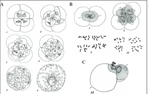 Figure  1.9  Cell  size  and  nuclear  size  by  Edwin  G.  Conklin  (1912).  A)  Successive  stages  in  the  development  of  the  egg  of  C