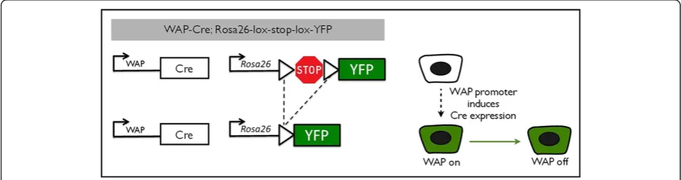 Figure 1 Labeling of parity-identified mammary epithelial cells (PI-MECs). In WAP-Cre;Rosa26-lsl-YFP double transgenic mice, yellow fluorescentprotein (YFP) is not expressed (white cell) until the whey acidic protein (WAP) promoter is induced (by pregnancy