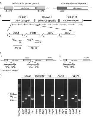 FIG. 1. Schematic representations of the capsule locus. (A) The capsule locus can be categorized based upon its location in the H