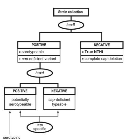 FIG. 4. Suggested workﬂow for characterizing H. inﬂuenzaecollections with regard to the capsule locus