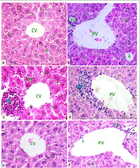 Fig. 2 Photomicrographs of H and E stained liver sections of mice treated with 400 (a and b) and 800 mg/kg body weight (c and d) of GSG root extract and liver sections of control mice (e and f)
