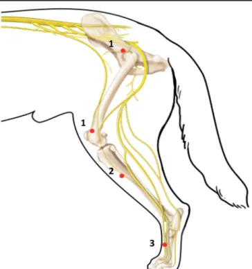 Figure 1. The locations of testing at the 3 sites were as follows: (1) index joint: