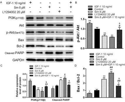 Figure 5. The Inactivation of PI3K/Akt signaling pathway was involved in Sim-induced apoptosis