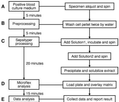FIG. 1. Flowchart of the MALDI Biotyper system for yeast iden-tiﬁcation directly from positive blood culture media.