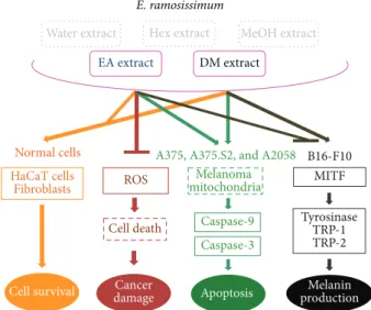 Figure 6: Schematic diagram of biofunctions of E. ramosissimum extracts in human skin cells, including normal cell survival,  apop-totic pathways of melanoma, and melanogenesis.