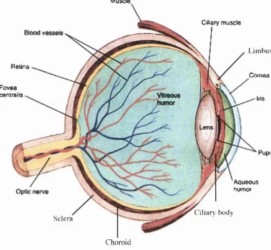Figure 1.1: The Human Eye