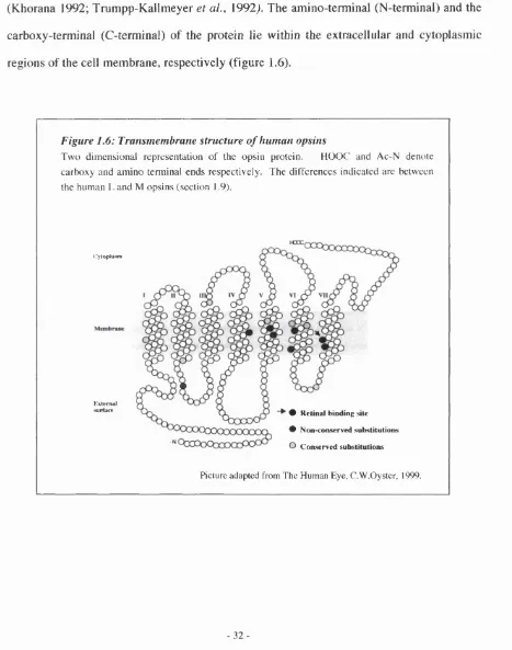 Figure 1.6: Transmembrane structure of human opsins