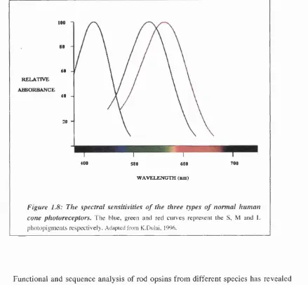 Figure 1.8: The spectral sensitivities of the three types of normal human 