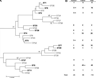 FIG. 1. (A) Dendrogram showing phylogenetic relationships among the 29 B. henselaeencountered in this study