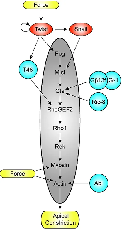 Figure 1-2. Known Inputs into the Fog Signaling Pathway.  The core Fog signaling pathway components  are shown in the central gray oval