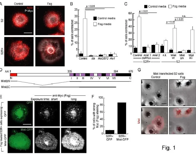 Figure 2-1. Mist acts as a Fog receptor in cell culture. A. S2R+ and S2 cells treated with control- or  Fog-conditioned media and stained for actin (red) and phosphorylated myosin (Sqh) (P-Myo; white)
