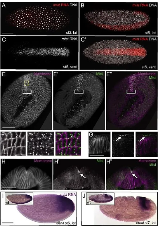 Figure 2-2. mist RNA is expressed specifically in the ventral furrow downstream of Snail