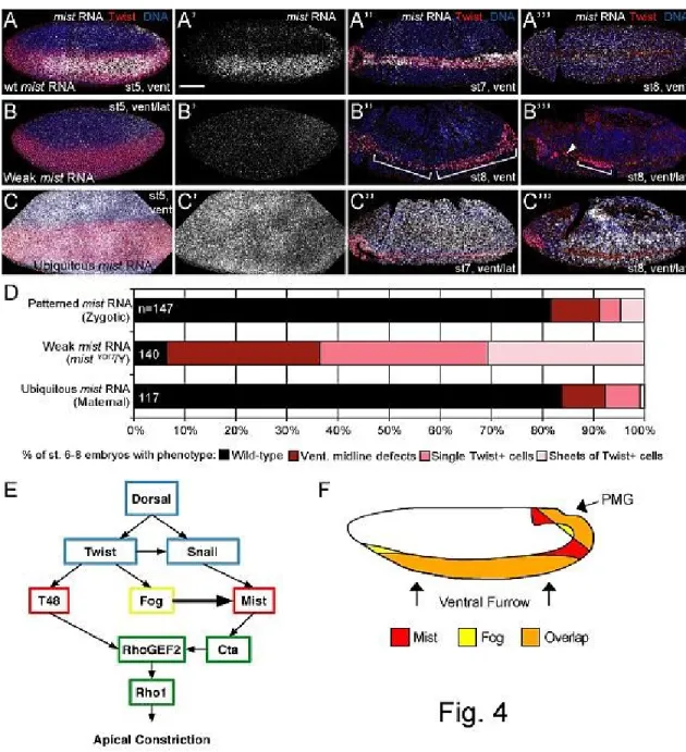 Figure 2-4. mist YO17  gastrulation phenotypes are specific to Mist activity. A-C’’’. Fluorescent in situ  hybridization for mist RNA (white) seen in embryos from crosses shown in fig