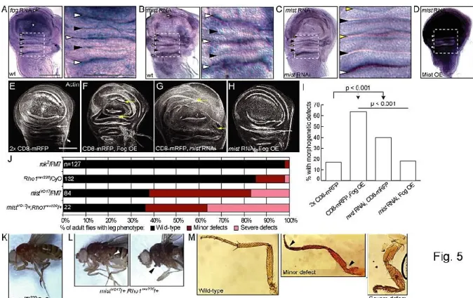 Figure 2-5. Mist and Fog regulate wing and leg morphogenesis. A, B. Left panels: in situ 