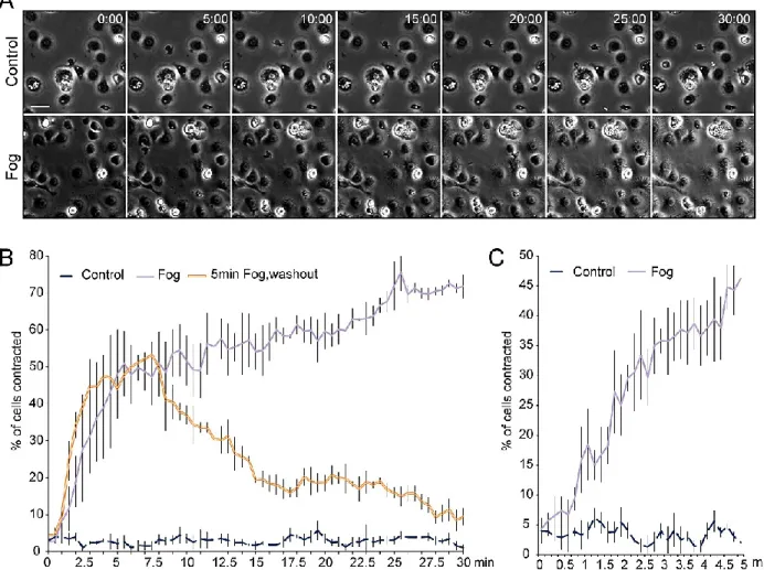 Figure 3-1. S2R+ cells respond quickly to Fog treatment. A. Frames from phase contrast time lapse  image series of S2R+ cells treated with control media or Fog media at time 0:00