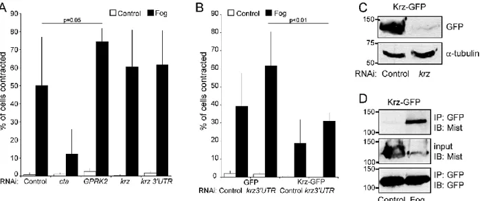 Figure 3-2. Krz and GPRK2 have a modest attenuating effect on Fog-induce S2R+ cell contraction and  Krz interacts with Mist in a Fog-dependent manner