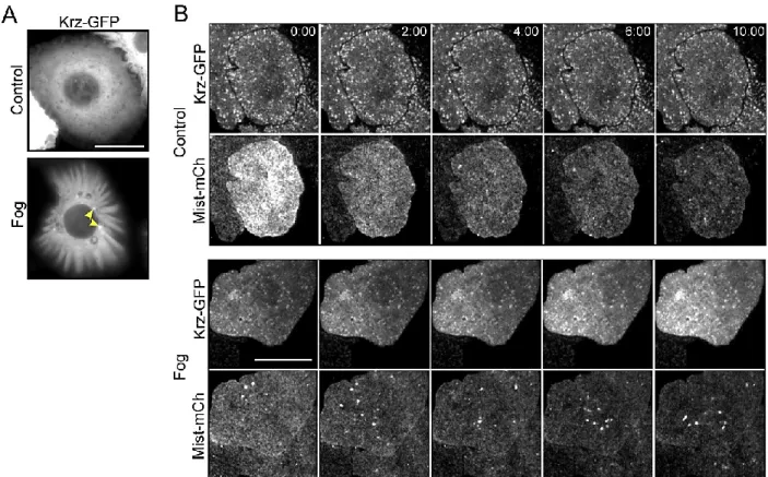Figure 3-3. Krz and Mist may be internalized following Fog treatment. A. Wide field fluorescence  microscopy of S2R+ cells expressing Krz-GFP