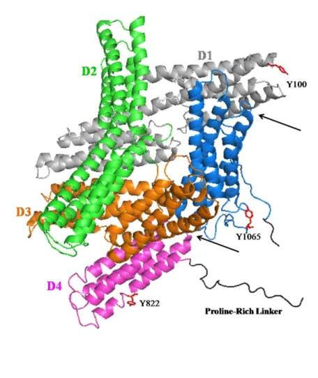 Figure 1.1. Crystal Structure of Full-Length Vinculin. The full-length crystal structure of  vinculin (PDB ID 1ST6) is comprised of 8 α-helical bundles that are organized into tandem  pairs