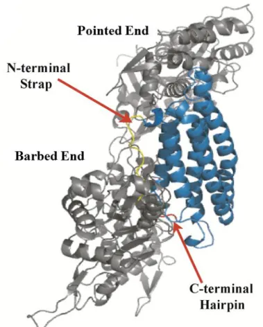 Figure 1.3. Previous F-actin binding model proposed by Janssen et al. According to the  Janssen model, the C-terminal hairpin (red) and N-terminal strap (yellow) point into the F-actin  interface (91)