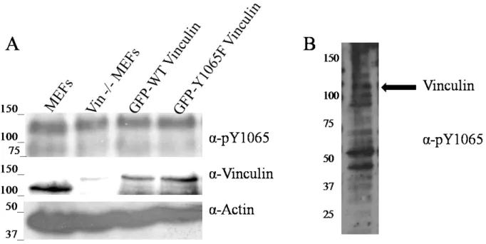 Figure 1.4. Lack of specificity with pY1065 antibody. (A) Probing lysates from either MEFs,  Vin-/- MEFs, or Vin-/- MEFs re-expressing either WT- or Y1065F-vinculin shows that the  commercially available phospho-specific antibody for Y1065 still recognizes