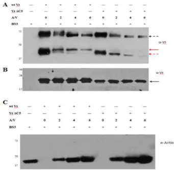 Figure 2.5.Vt forms a distinct dimer (~45 kDa) in the presence of F-actin. Cross-linking  experiments were conducted at room temperature for 40 min