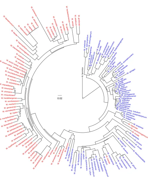 FIG. 2. Maximum-likelihood phylogeny of Mycobacteriumthe circular phylogenic tree rooted with genus