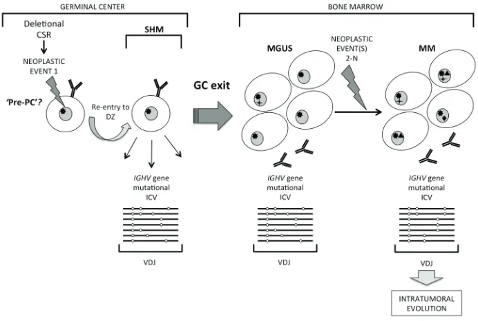 Figure 5: A distinct pathway of clonal evolution in MGUS and MM originating from a germinal center B cell undergoing somatic hypermutation