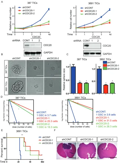 Figure 2: Targeting CDC20 by RNA interference decreases TICs growth, self-renewal, and tumor formation