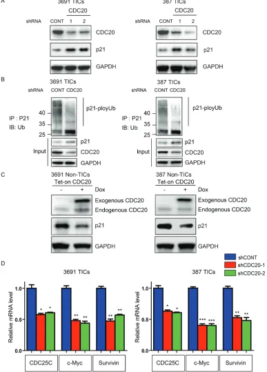 Figure 4: CDC20 negatively regulates p21WAF1/CIP1and then immunoblotted with the indicated antibodies