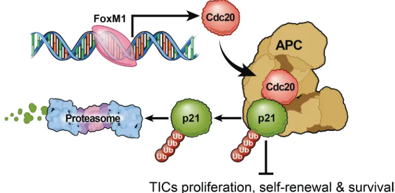 Figure 6: Proposed model of CDC20 function in tumor initiating cells. 