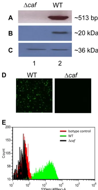 FIG. 1. Genetic and antigenic/immunologic analyses of the �itsmutant ofPCR amplify the coding region of theblot analysis with speciﬁc antibodies to the F1 antigen (B) or the LcrVantigen (C) were used for examining the production of correspondingproteins in