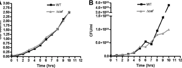 FIG. 2. Electron microscopic analysis showing the presence of capsular material in Y. pestisgrown on SBA plates at 37°C for 48 h