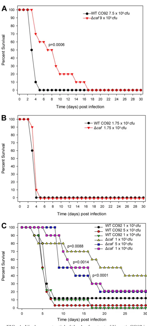 FIG. 4. Virulence potential of the �both bubonic and pneumonic plague mouse models. The BALB/c micewere challenged subcutaneously (A and C) or intranasally (B) with theWT orsessed for mortality during the duration of each experiment, and theirpercentages o