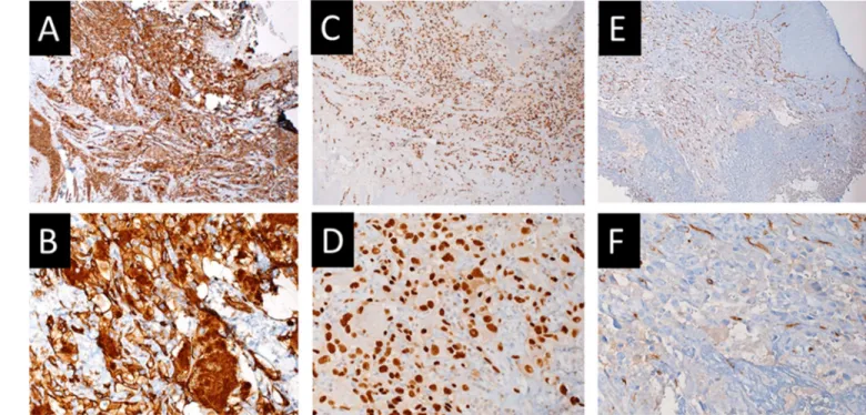 Figure 2. Histopathological features