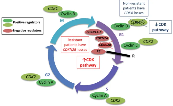 Figure 5: Copy number alterations (CNAs) in the cyclin-dependent (cyclin D) pathway may regulate progression  through the cell cycle