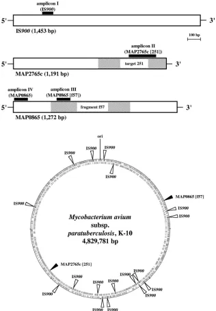 FIG. 1. Graphic presentation of the M. aviumcircle, plus strand; inner circle, minus strand