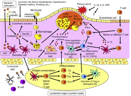 Figure 5. Immune responses in atherogenesis. OxLDL	 and	 coronary	 risk	 factors	 activate	 the	 endothelium	 and	 induce	 adhesion	 molecule	 expression.	 Monocytes	 migrate	 into	 the	 subendothelial	 space	using	adhesion	molecules,	differentiate	into	ma