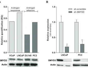 Figure 1: SMYD3 expression levels in PCa cell lines. A. Expression levels of SMYD3 in VCaP, LNCaP, DU145 and PC3 cell lines