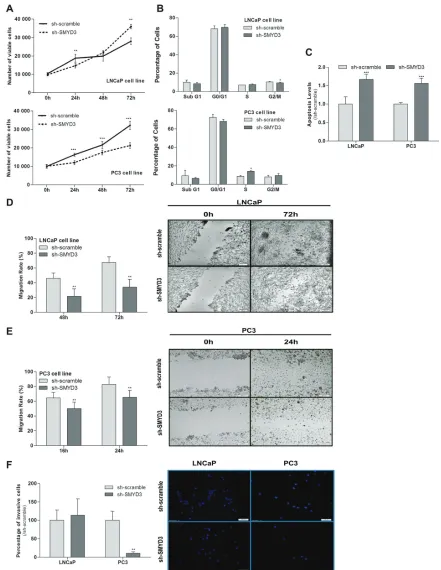 Figure 2: Impact of SMYD3 silencing in the malignant phenotype of PCa cells. A. Cell viability in LNCaP and PC3: quantification of cell viability by MTT assay in sh-scramble and sh-SMYD3 at 0 h, 24 h, 48 h and 72 h in culture