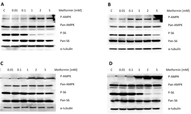 Figure 3: Metformin increased phosphorylation of AMPK and decreased phosphorylation of S6 in the OC cell lines.