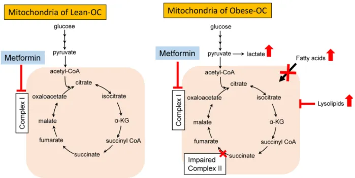Figure 6: Schematic of metabolic changes in obese and lean endometrial tumors and impact of metformin treatment
