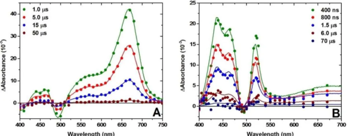 Figure 3.3: Absorption difference spectra measured at the indicated delay times after pulsed 532 nm  laser excitation of a TiO 2 |Ru thin film in a 0.1 M NaClO 4 /CH 3 CN electrolyte containing A) 25 mM  TPTA and B) 50 mM PTZ