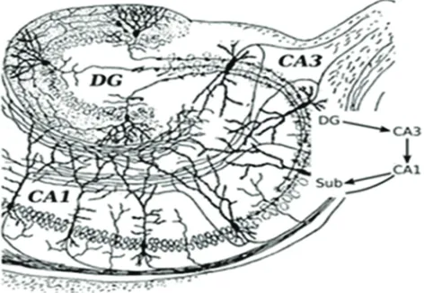 figure 1: basic circuit of the hippocampus subregions. DG: dentate gyrus. CA1: cornu ammonis 1