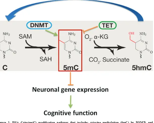 Figure 2: DNA Cytosine(C) modification pathway that includes cytosine methylation (5mC) by DNMTs and the demethylation of 5mC by TETs regulates neuronal gene expression, and thereby cognitive functions