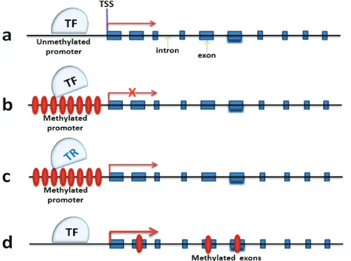 Figure 3: DNA methylation mechanisms in regulating neuronal gene expression. a.methylation silences gene transcription by blocking the landing of transcription complex