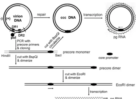 FIG. 1. Generation of replication-competent HBV forms fromfull-length PCR product. Primers targeting the precore region per-