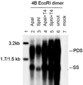 FIG. 2. Replication capacity of the HBV genome linearized byApaI and SphI restriction enzymes